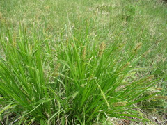 Carex pseudocyperus
