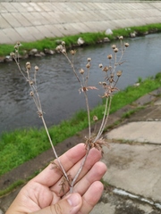 Potentilla tergemina