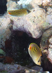 Chaetodon pelewensis