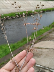 Potentilla tergemina