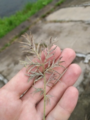 Potentilla tergemina