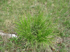 Carex pseudocyperus