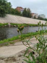 Senecio dubitabilis
