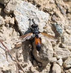Cylindromyia brassicaria