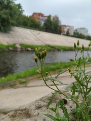 Senecio dubitabilis