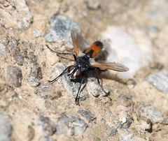 Cylindromyia brassicaria