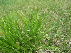 Carex pseudocyperus
