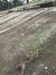 Elymus