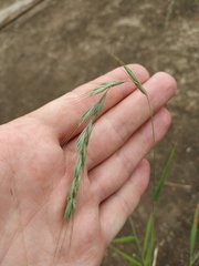 Elymus