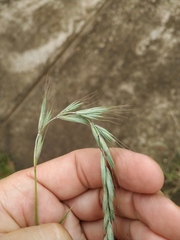 Elymus