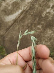 Elymus