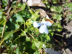 Viola floridana