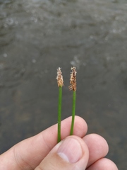 Eleocharis palustris