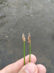 Eleocharis palustris