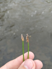 Eleocharis palustris