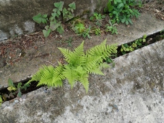Athyrium filix-femina