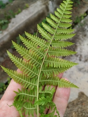 Athyrium filix-femina