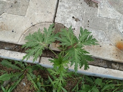 Artemisia sieversiana