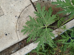 Artemisia sieversiana