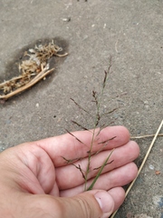 Eragrostis pilosa