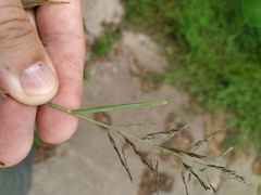 Eragrostis pilosa