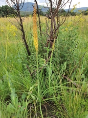 Kniphofia angustifolia