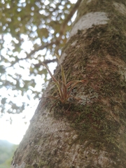 Tillandsia schiedeana