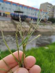 Eragrostis pilosa