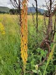Kniphofia angustifolia