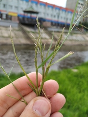 Eragrostis pilosa
