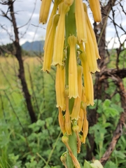 Kniphofia angustifolia