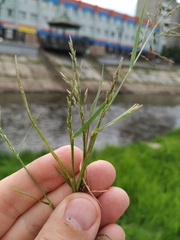 Eragrostis pilosa