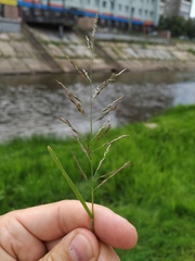 Eragrostis pilosa
