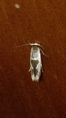 Stathmopoda megathyma