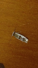 Stathmopoda megathyma