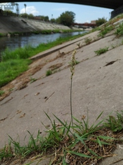 Elymus