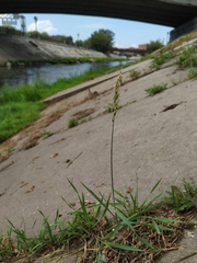 Elymus