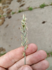 Elymus