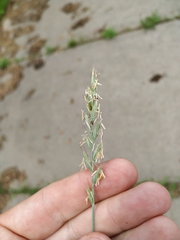 Elymus
