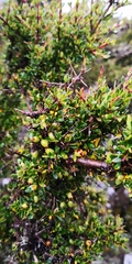 Coprosma nitida