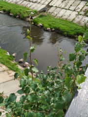 Betula platyphylla