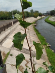Betula platyphylla
