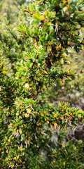 Coprosma nitida