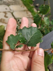Betula platyphylla