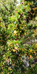 Coprosma nitida