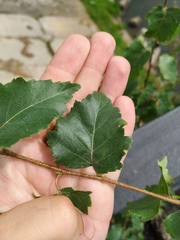 Betula platyphylla