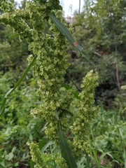 Rumex pseudonatronatus
