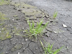 Poa annua