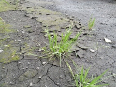 Poa annua