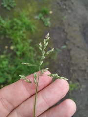 Poa annua